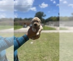 Small Photo #4 Golden Retriever Puppy For Sale in TAMPA, FL, USA