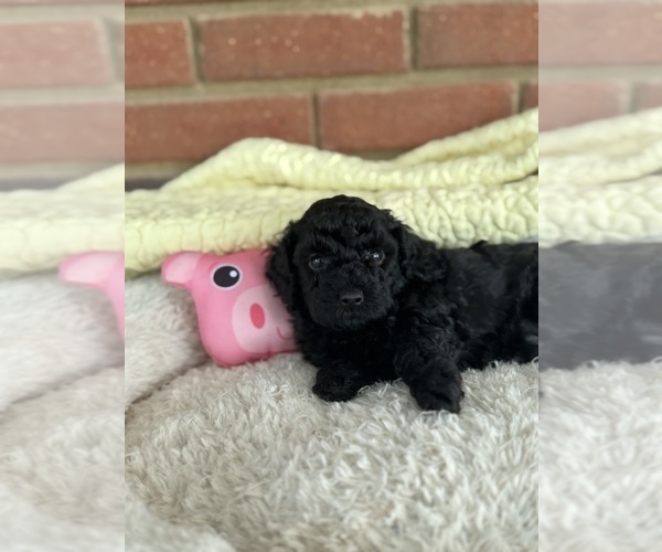 Medium Photo #3 Cavapoo-Poodle (Toy) Mix Puppy For Sale in PENSACOLA, FL, USA