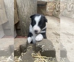 Puppy West LA Fade Border Collie