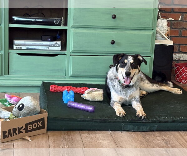 Medium Photo #3 Mutt Puppy For Sale in Columbus, IN, USA