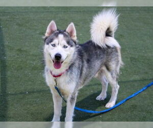Siberian Husky Dogs for adoption in Martinez, CA, USA