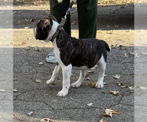 Medium Photo #3 American Bulldog Puppy For Sale in HUDSON, NY, USA