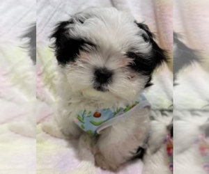 Mal-Shi Puppy for sale in MACON, GA, USA