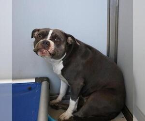 American Staffordshire Terrier Dogs for adoption in San Antonio, TX, USA