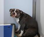 Small American Staffordshire Terrier