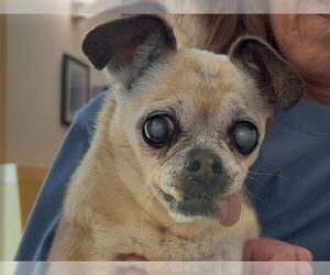 Pug Dogs for adoption in Martinez, CA, USA