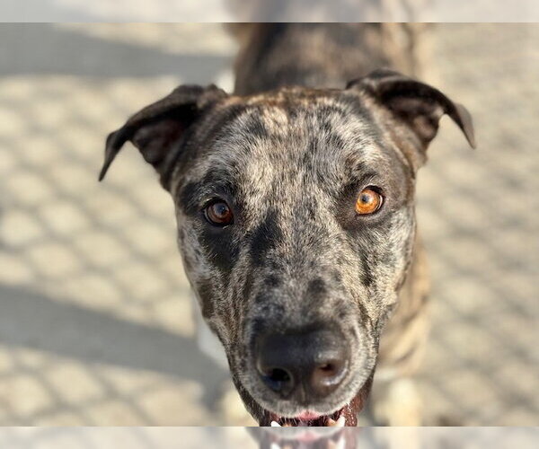 Medium Photo #1 Catahoula Leopard Dog-Unknown Mix Puppy For Sale in Tulsa, OK, USA