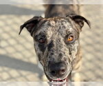Small Catahoula Leopard Dog Mix
