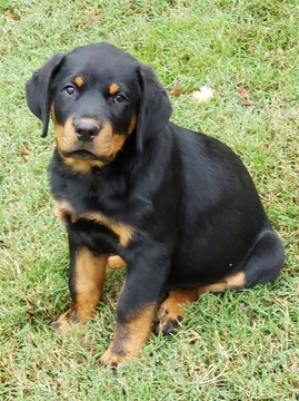 Medium Photo #6 Rottweiler Puppy For Sale in WESLEY, AR, USA