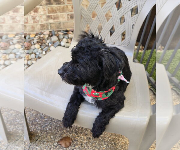 Medium Photo #2 Poodle (Miniature)-Unknown Mix Puppy For Sale in Dallas, TX, USA