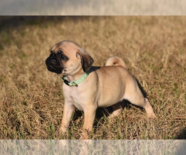 Medium Photo #2 Pug Puppy For Sale in PALM COAST, FL, USA