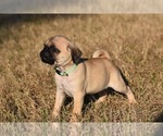 Small #1 Pug