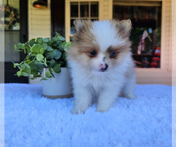 Medium Photo #19 Pomeranian Puppy For Sale in HOLLYWOOD, FL, USA