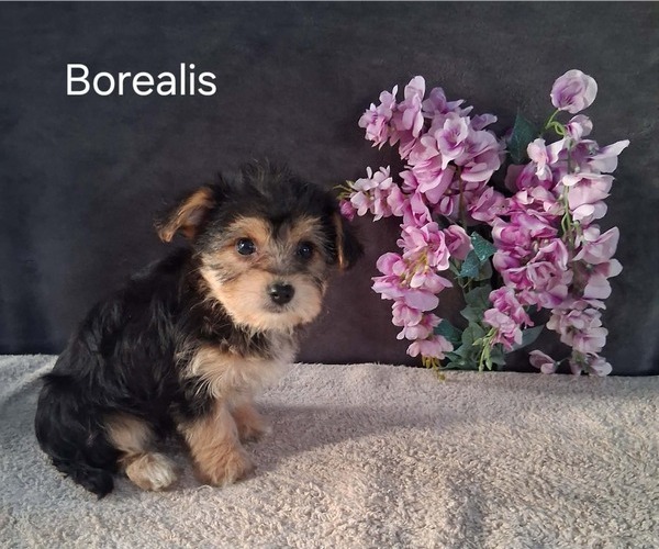 Medium Photo #3 Yo-Chon Puppy For Sale in MOUNT PLEASANT, MI, USA