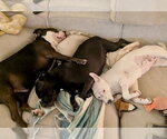 Small #4 American Bulldog-Staffordshire Bull Terrier Mix