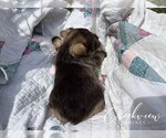 Small Photo #5 Schnauzer (Miniature) Puppy For Sale in NIANGUA, MO, USA