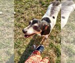 Small #2 Feist Terrier-Jack Russell Terrier Mix