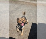 Small #1 Poodle (Miniature) Mix