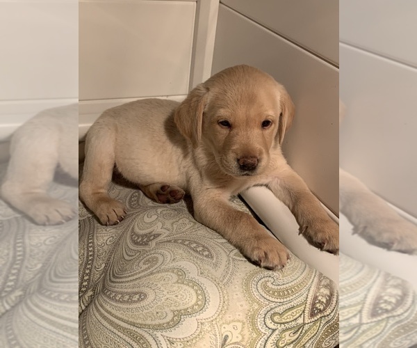Medium Photo #5 Labrador Retriever Puppy For Sale in GRAND RAPIDS, MN, USA