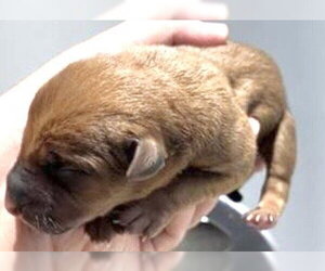 American Pit Bull Terrier-Unknown Mix Dogs for adoption in Houston, TX, USA