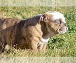 Small Photo #2 Bulldog Puppy For Sale in STEPHENVILLE, TX, USA