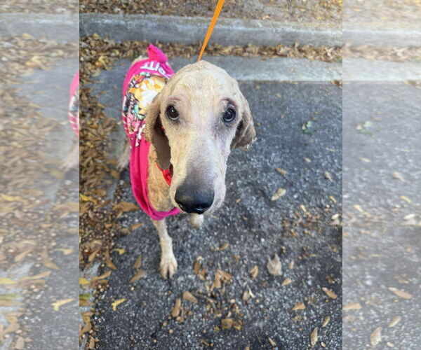 Medium Photo #1 Poodle (Standard)-Unknown Mix Puppy For Sale in Rockaway, NJ, USA