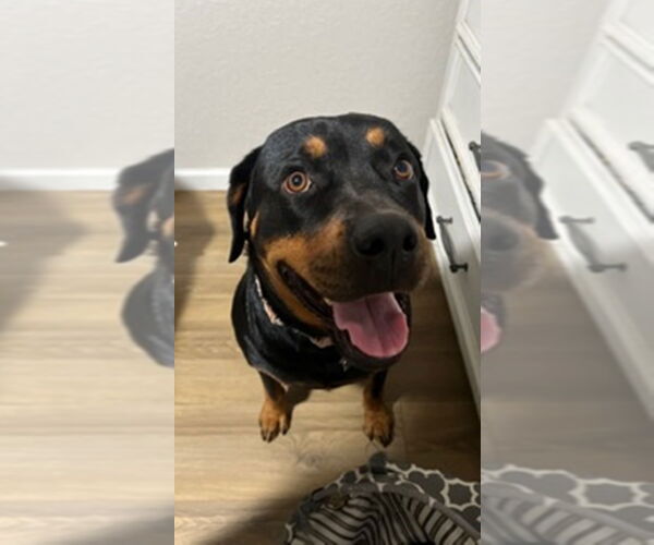 Medium Photo #4 Rottweiler Puppy For Sale in San Antonio, TX, USA