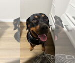 Small #3 Rottweiler