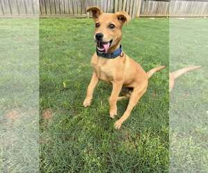 Medium Mutt