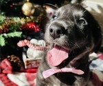 Small Photo #1 Labrador Retriever Puppy For Sale in BAKERSFIELD, CA, USA