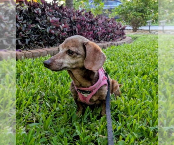 Medium Photo #3 Dachshund Puppy For Sale in Weston, FL, USA