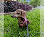 Small #2 Dachshund