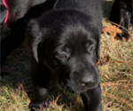 Small Photo #7 Labrador Retriever Puppy For Sale in ATHENS, GA, USA