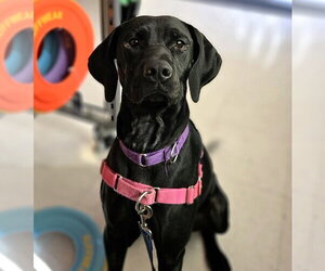 Labrador Retriever-Unknown Mix Dogs for adoption in Fargo, ND, USA