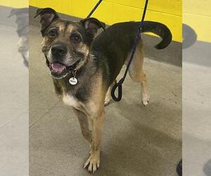 German Shepherd Dog Dogs for adoption in Forestville, MD, USA