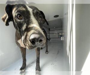 Mutt Dogs for adoption in Houston, TX, USA