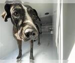 A663965 - Female Mutt Dog for Adoption - Small photo