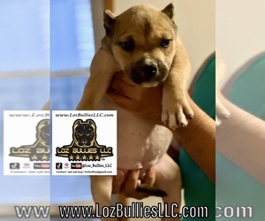 American Bully Puppy for sale in GREELEY, CO, USA