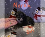 Small Photo #27 Chizer Puppy For Sale in MONTEZUMA, GA, USA