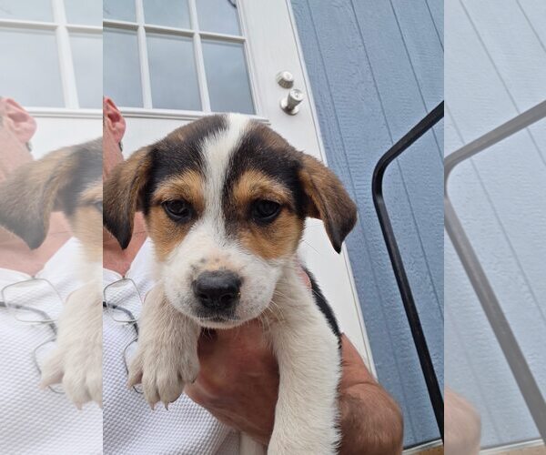 Medium Photo #1 Beagle-Unknown Mix Puppy For Sale in Minneapolis, MN, USA