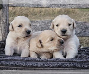 Golden Retriever Puppy for sale in BRYANT, AL, USA