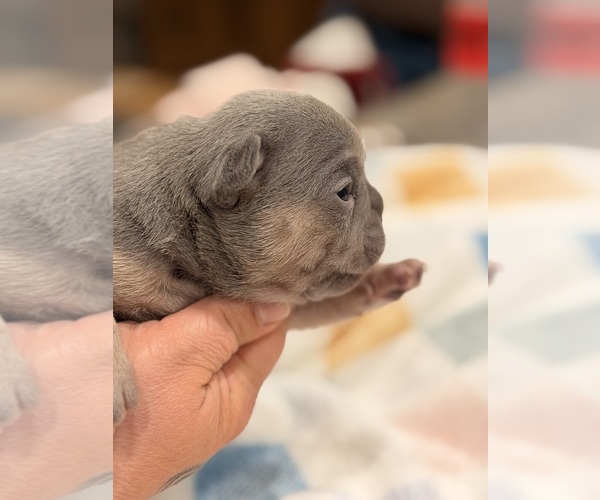 Medium Photo #9 French Bulldog Puppy For Sale in PONSFORD, MN, USA