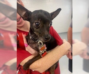 Chihuahua Dogs for adoption in St. Cloud, FL, USA