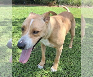 Labrador Retriever-Unknown Mix Dogs for adoption in Ellijay, GA, USA