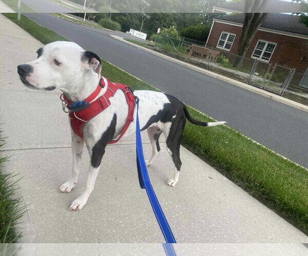Medium Photo #4 American Pit Bull Terrier-Unknown Mix Puppy For Sale in Catasauqua, PA, USA