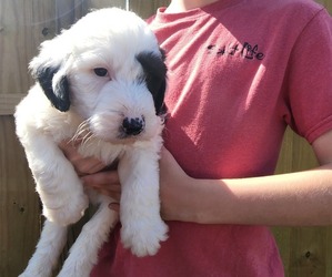 Sheepadoodle Puppy for sale in CHINQUAPIN, NC, USA