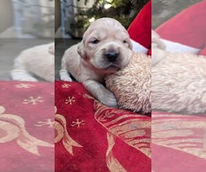 English Cream Golden Retriever Puppy for sale in ELVERTA, CA, USA