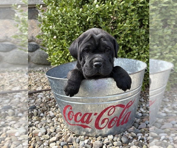 Medium Photo #4 Cocker-Pei Puppy For Sale in MIDDLEBURY, IN, USA