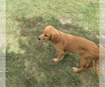 Small Photo #6 Golden Retriever Puppy For Sale in ISLETON, CA, USA