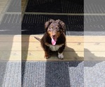 Small #4 Aussiedoodle Miniature 